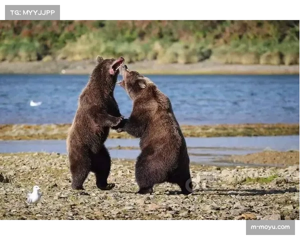 鲨鱼队3-2爆冷击败美洲豹，结束十连败